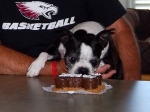 Dog sitting at the table about to eat his bone shaped cake