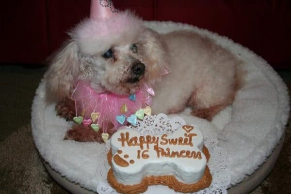Dog in a birthday outfit and posing next to her doggy bone shaped birthday cake.