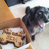 dog smiling at his custom birthday cake