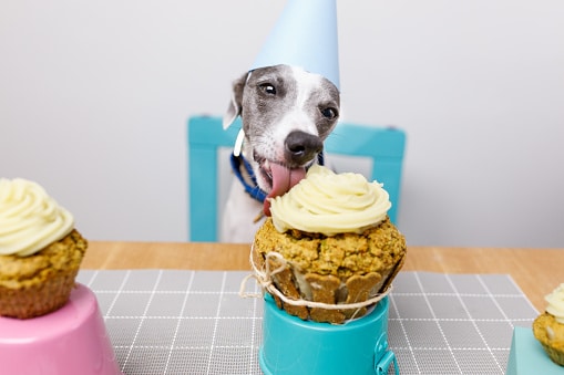 Dog in a party hat licking his custom birthday cupcake