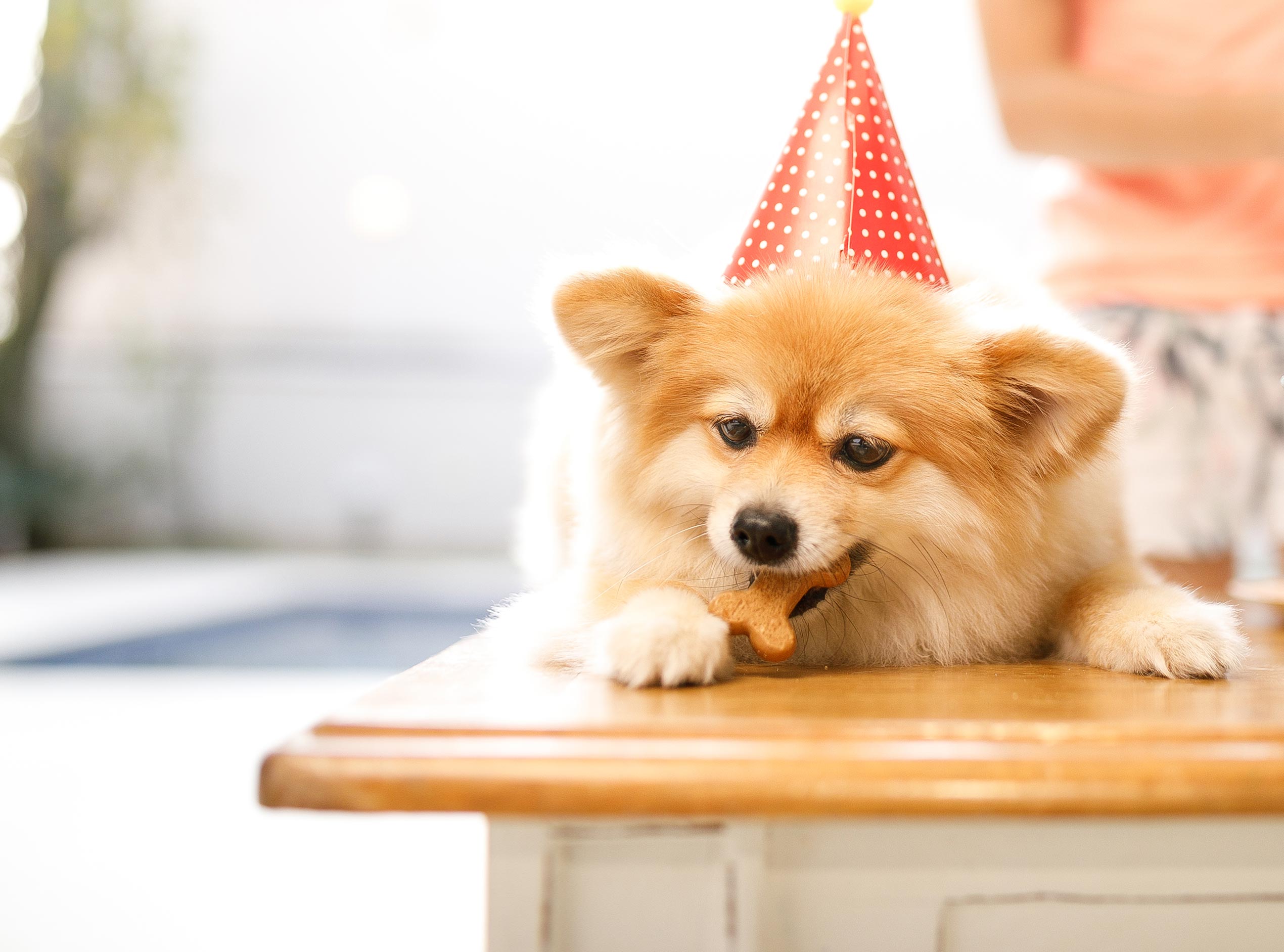Dog enjoying a birthday cookie